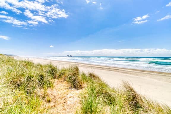 Dog Friendly Spacious Room Located Near the Beach and Downtown